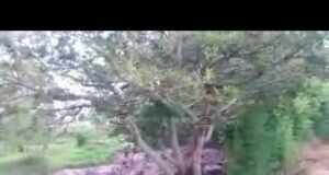 Video muestra como rió se lleva carro en cartago