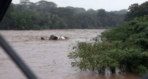 Video cabeza de agua en rió turrubares se lleva camión y chófer sobrevive turrubares